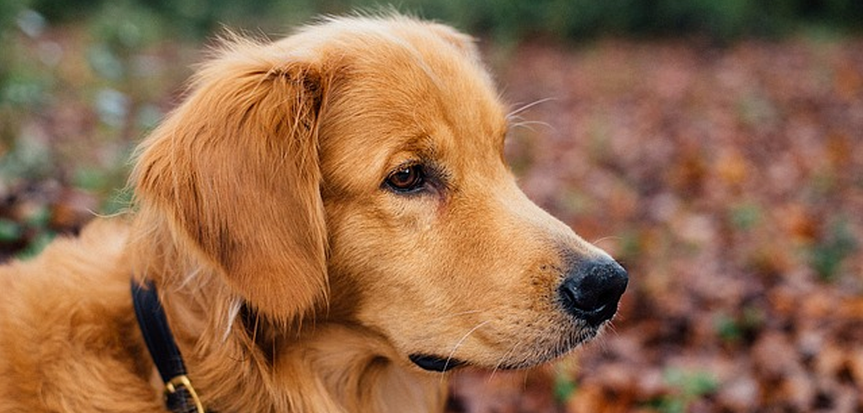 Could a Pet Help With Elderly Loneliness?